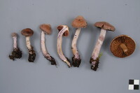 Cortinarius biformis image